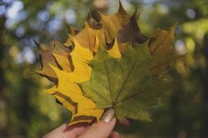 Woman holding the colorful autumn leaves. A bouquet of fallen leaves. Autumn vibes. photo