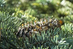 The fir-cone on the tree, close up. The christmas tree with cone macro shot photo