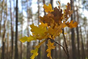 The yellow leaves of an oak tree. Fallen leaves. The branch of oak in female hand against a forest background. photo