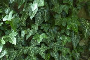 Green ivy background. photo