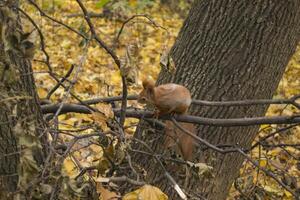 Red squirrel in the park. photo