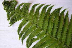 Green fern on a white wooden background. photo