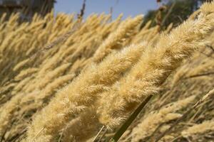 The field of golden spikelets, close up. photo