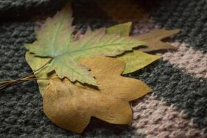 Autumn leaves on the woolen sweater. photo