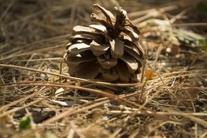 The pine cones on the dry needles, close up. Christmas wallpaper. photo