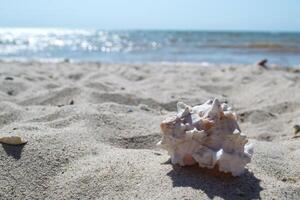 Beautiful seashell on the sand of the beach. Mollusk shell. photo