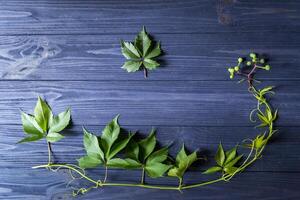 Green leaves of wild grape on a dark blue wooden background. photo