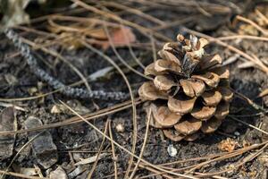 The pine cones on the dry needles, close up. Christmas wallpaper. photo