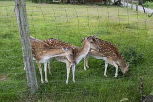 Young deers in the farm. Countryside life. photo