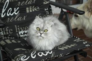 Persian cat portrait. photo