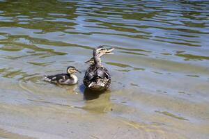 The duck with ducklings in the pond. photo