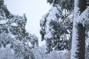 The branches of trees covered by snow. Close up. Winter background. photo