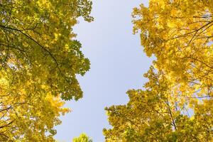 Deciduous forest at autumn. Beautiful maple trees. Golden fall. photo