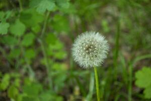 Dandelion macro shot photo