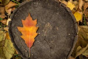 A beautiful oak leaf on the stump. Autumn background with copy space. photo