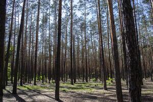 conífero bosque paisaje. un alto pino arboles foto