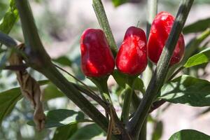 Red pepper growing in the garden. photo