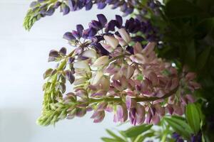 Lupine on a white background. Macro shot. photo