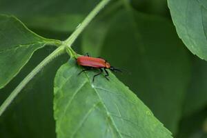 Red insect on a green leaves. Macro shot. photo