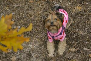 The cheerful yorkshire terrier playing with fallen leaves in the forest. photo