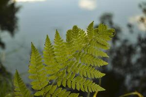 Forest fern near lake. photo