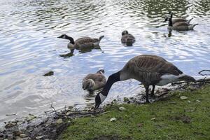 Canadian geese family by the lake in the forest photo