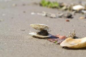 Opened seashell on the sand of the coast. Macro shot. photo