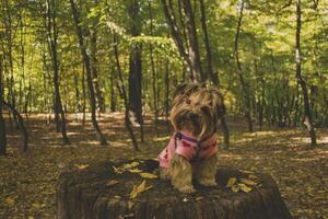 Yorkshire terrier en el parque a otoño. linda perro exterior. foto
