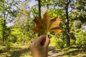 A maple leaf in girl's hand. Fallen leaf in hand. Autumn background. photo