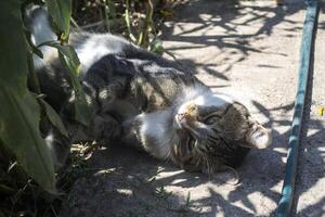 The cat plays outdoor. photo