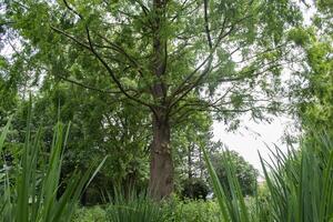 un grande verde árbol. verano naturaleza. foto