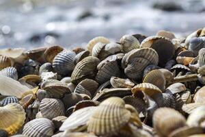 The seashells on the sand of the coast. Close up. photo