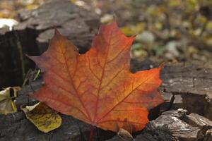 Beautiful maple leaf in autumn. Fallen leaf close up. photo