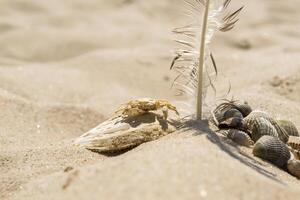 Seashells, crab and feather of gull on the sand. Summer vibes. photo