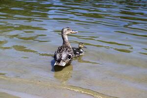 The duck with ducklings in the pond. photo