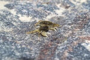 The crabs on a stone background. Macro shot. photo