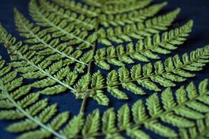 Green fern on blue background. Macro shot. Natural pattern. photo