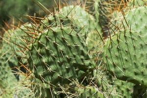 cactus campo cerca arriba. foto