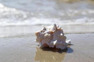 Beautiful seashell on the sand of the beach. Mollusk shell. photo