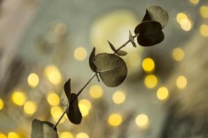 Dried branch of eucalyptus macro shot. Blurry bokeh background. photo