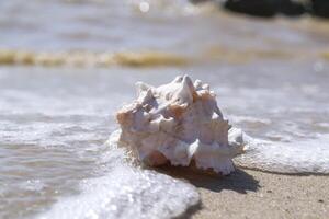 Beautiful seashell on the sand of the beach. Mollusk shell. photo