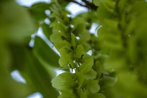 Blooming relict plant. Green natural background. photo