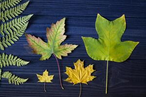 Beautiful autumn leaves and dry fern on blue wooden background. photo