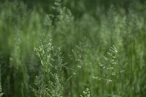 Green summer field. Close up. photo