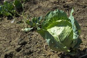 The cabbage in the garden. photo