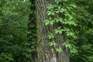 Green branches of wild grapes curl around the tree trunk. photo