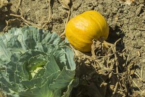 The cabbage in the garden. photo