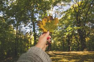 Woman holding the colorful autumn leaves. A bouquet of fallen leaves. Autumn vibes. photo