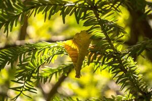 Autumn leaf on the fir-tree in sunshine. photo