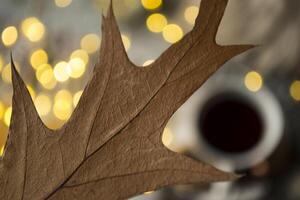 Oak leaf macro shot. photo